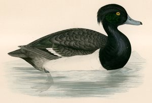 Canard huppé